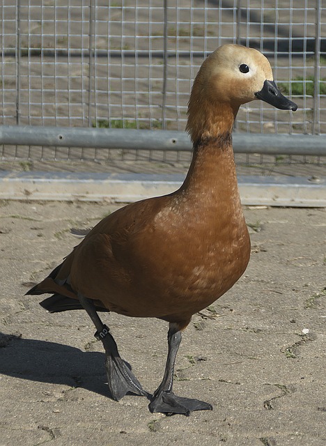 赛季就证明
